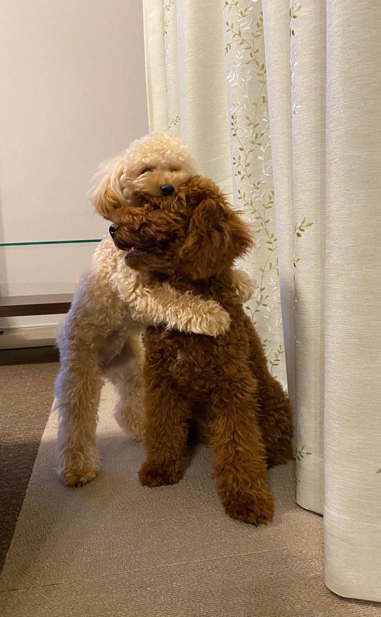 トイプードルのモカとチョコ Mocachan0810 Twitter