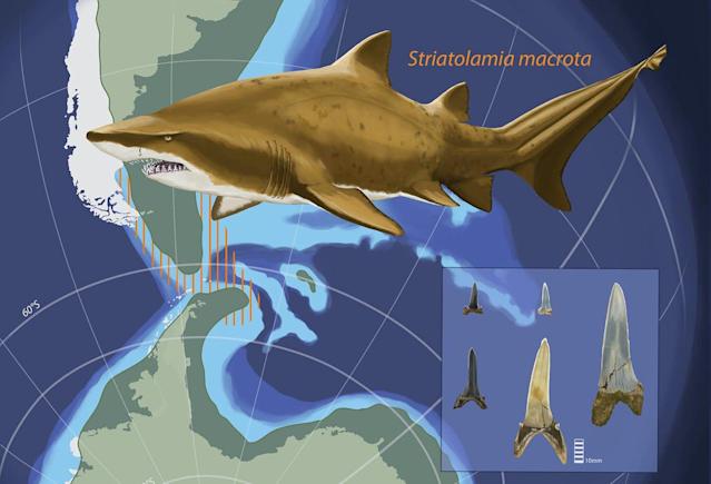 BabySharkToken's tweet photo. Tens of million years ago, sand tiger sharks hunted in the waters off the Antarctic Peninsula, gliding over a thriving marine ecosystem on the seafloor below. #BabySharkToken #SharkWeek #babydoge #ELONMUSK #babysharkfacts #SHARK Sourced:https://t.co/mrYUAH4oSX :hcms🦈🦈🦈 https://t.co/V1H6GwrnIN