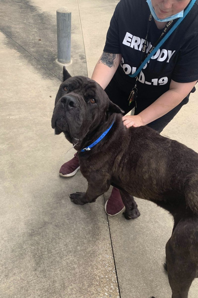 #TN #MEMPHIS
🆘🆘CODE RED Hanson 7yo HW+ RESCUE ONLY Pitifully thin-his ears cropped 2make him look mean-this guy arrived scared &amp; growly but improved with staff help. So sad in his kennel &amp; overdue some kindness-Needs #PLEDGES for HW &amp; #FOSTER #MASA6573
facebook.com/18216482414803…