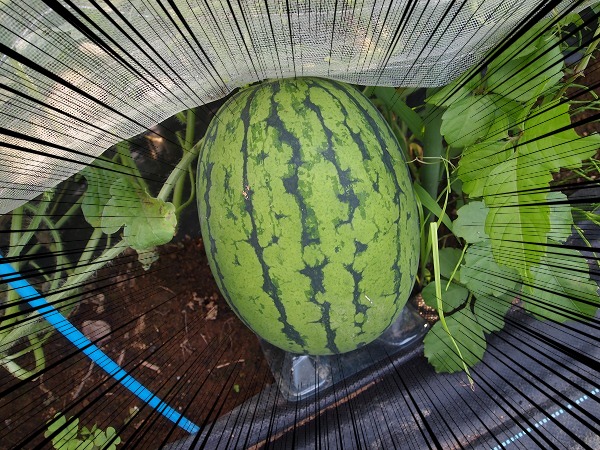 野菜の育て方 Com 公式 初心者さんへ スイカの収穫適期って けっこう難しいです 受粉からの日数が目安ですが メモしてます 見た目でわかるのが 巻きひげが枯れたら です でも これも難しい 早く採りすぎます どの状態が枯れた なのか