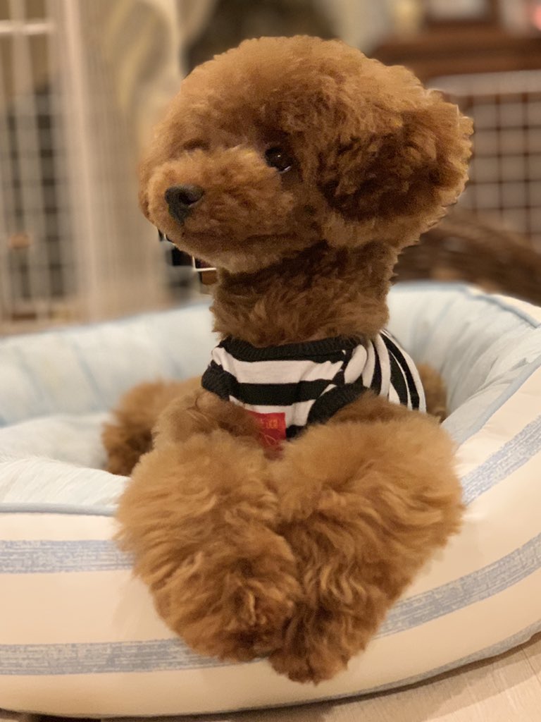 takapoo_'s tweet photo. トリミングしてスッキリしたら、心持ちおしとやかでお姉さんの振る舞いになっているような気がする🌹

#犬 #dog
#トイプードル 
#タイニープードル
#プードル #トイプー 
#poodle #toypoodle
#coco #cocorich
#トリミング #trimming
#カット #cut https://t.co/eCZJgbX2XK