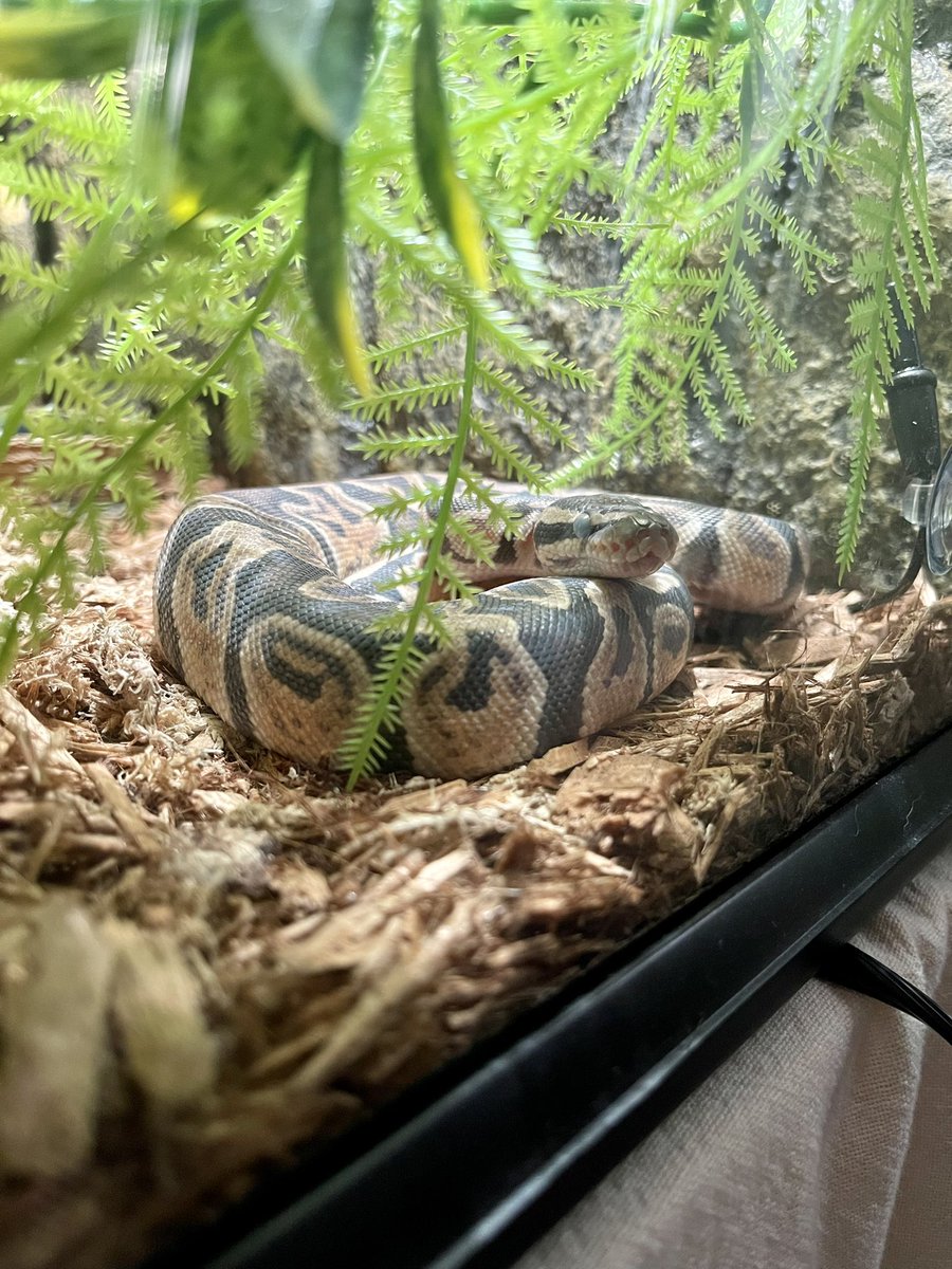 milkteeth666's tweet image. First shed since I got her. #ballpython #ghiballpythonmorph #pastel