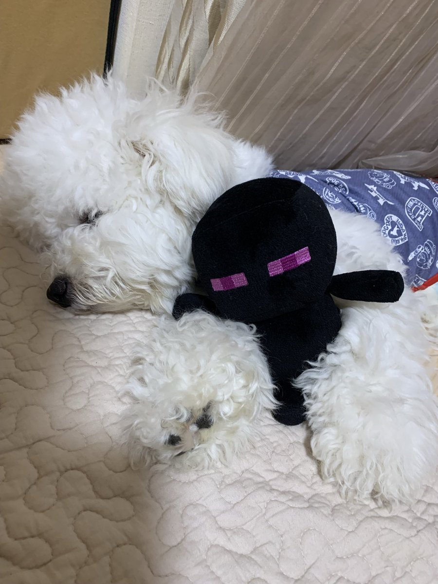 emimermaid917's tweet photo. 息子が起きている間は絶対に貸してくれないエンダーマン
息子が居ない隙を狙って拝借中
#ビションフリーゼ
#びしょんふりーぜ
#犬の居る暮らし
#ふわもこ
#bichonfrise
#マイクラ
#マインクラフト
#Minecraft https://t.co/KQbXKk0r3Z