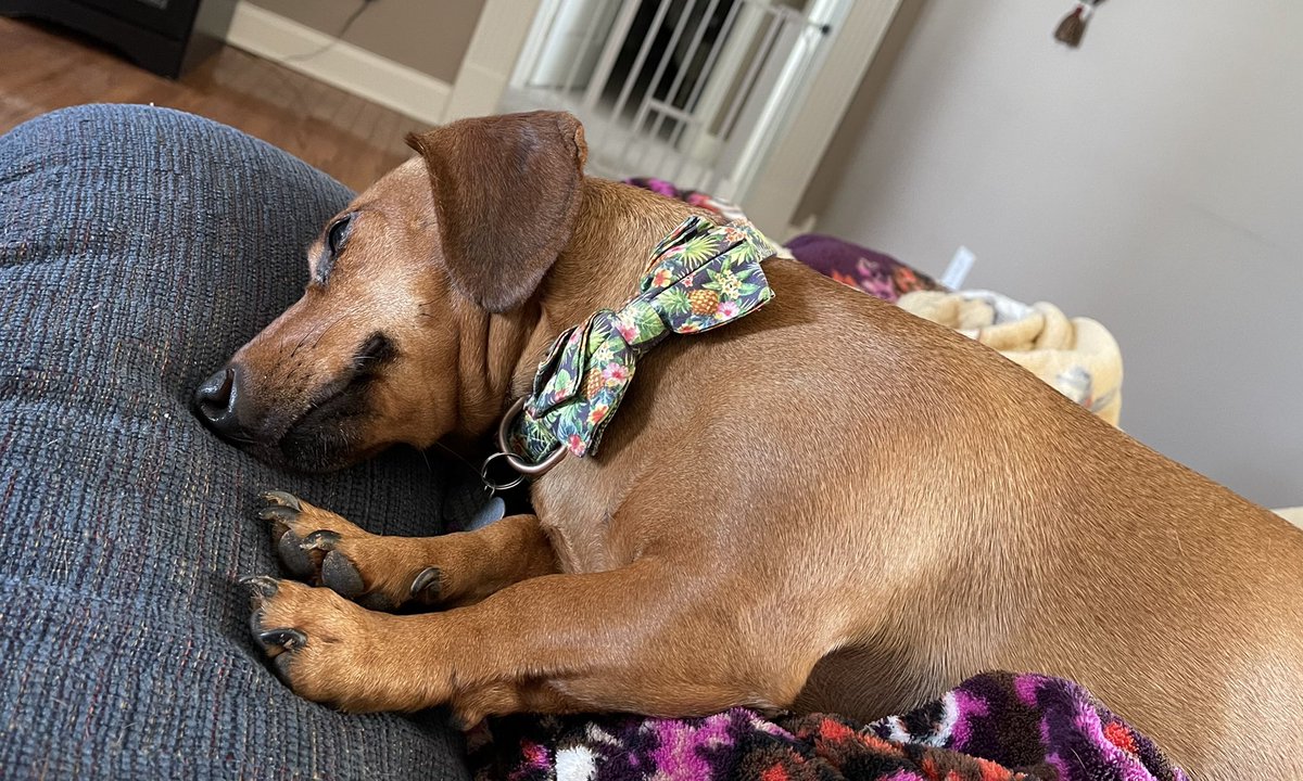 WeenieMax's tweet photo. Twodays I am being da best boi ever. Mum has a bunch of owies an Dad an I are takin da best cares ever of hers. I loves my Mum. #nursemax #dachshund #sausagearmy #dogs #dogsoftwitter https://t.co/Aj4T8bv67i