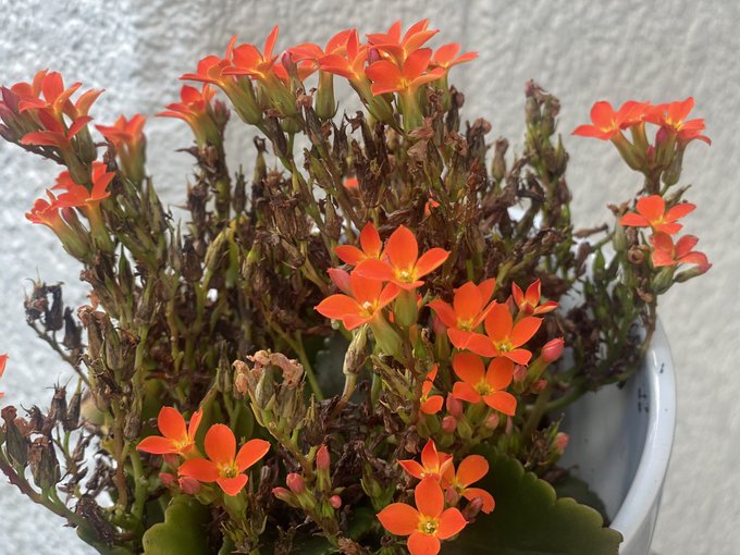 壱のtwitterイラスト検索結果