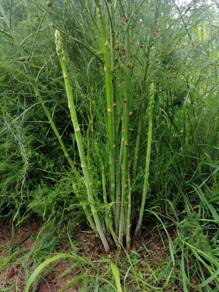 ORGANICOSBIONAT's tweet image. Ya casi, es viernes!!! Banda!!