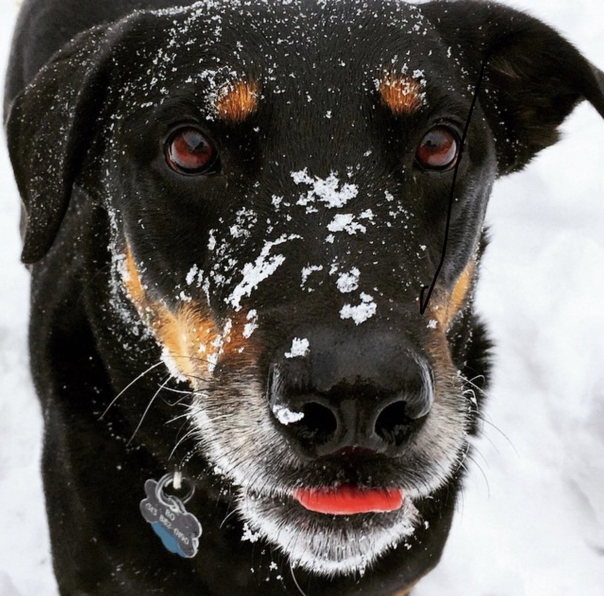 bstackgolf's tweet image. Said goodbye to Bo today. He helped us through the toughest time in our lives.