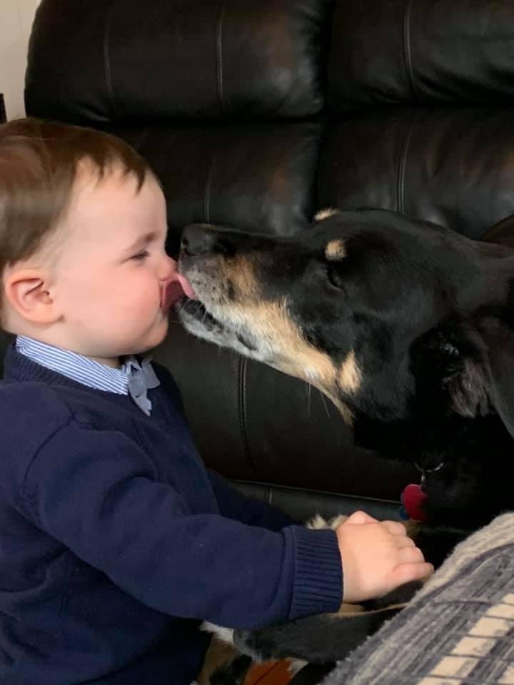 bstackgolf's tweet image. Said goodbye to Bo today. He helped us through the toughest time in our lives.