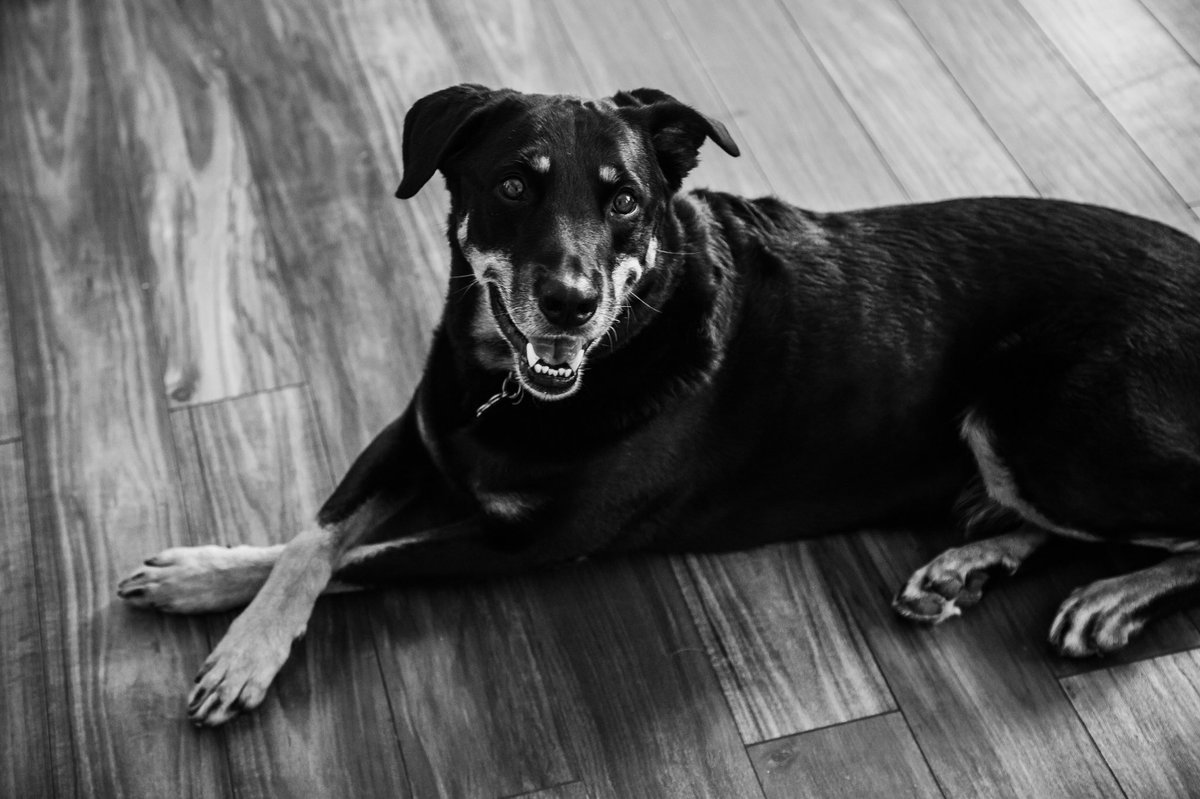 bstackgolf's tweet image. Said goodbye to Bo today. He helped us through the toughest time in our lives.