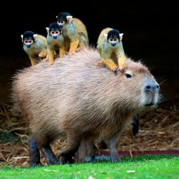 CPrimatologico's tweet photo. Essa imagem já apareceu por aqui. Mas eu gosto muito dela. Esses macacos-de-cheiro do gênero (Saimiri) fazendo catação em uma linda capivara. Este é um processo chamado mutualismo. Onde ambas espécies se beneficiam. O macaco se alimenta dos parasitas e a capivara se livra deles. https://t.co/bVPkgGR80f