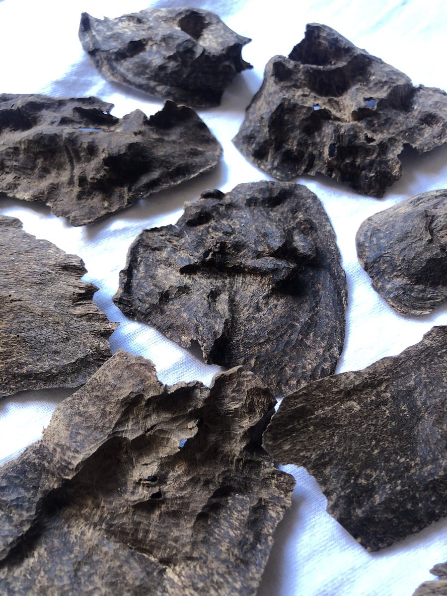 OudhOun's tweet photo. Triple Cambodia 
Pursat Forest 🌳 
Strong Sweet Smell ♨️
🚨NO GLUE
🚨NO PAINT 

Interested pls Whatsapp +855885479001
#agarwooda #oudh #agarwood #agarwoodarab #oudhoil #oudsticks #kuwait #kuwaitcity #uae🇦🇪 #Riyadh #saudiarabia #oman #qatar #dubai #perfume #Bahrain #usa #incense https://t.co/9ApmBAPc2G