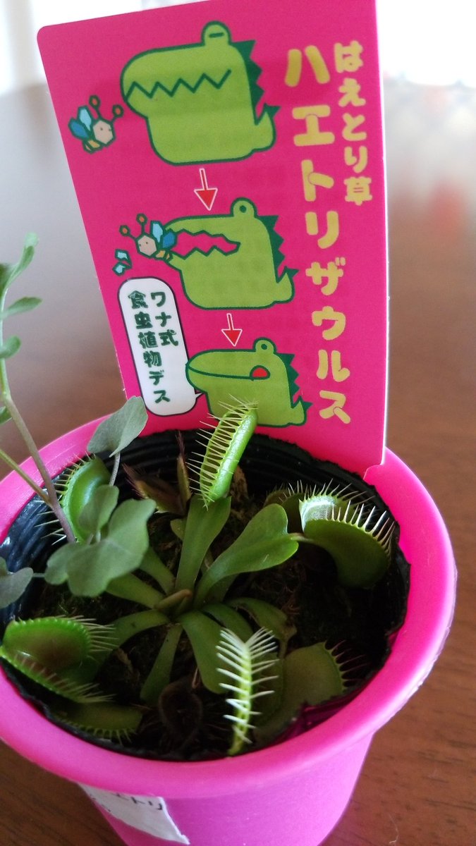 ハエ取り ハエ取り