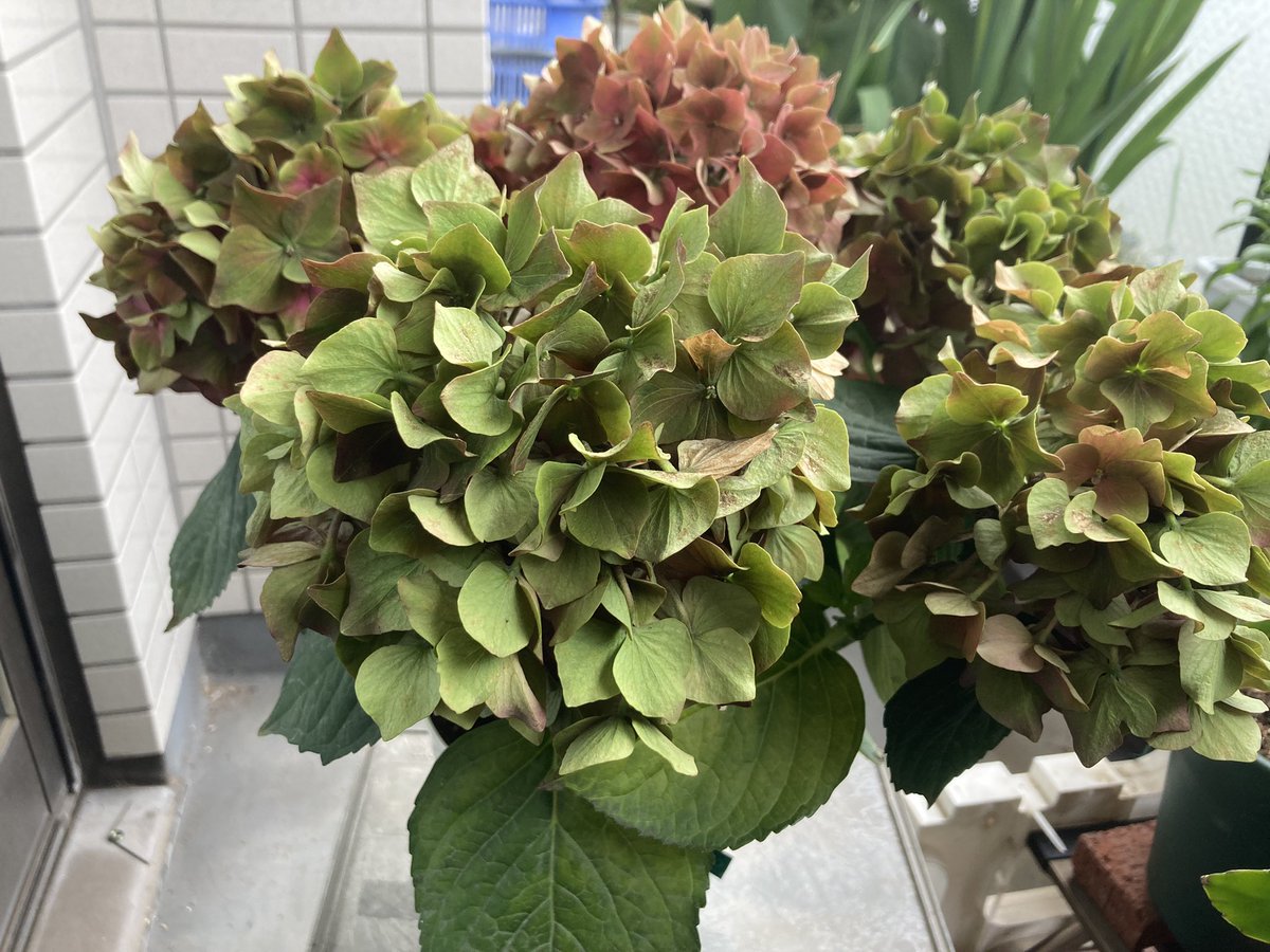 Acquacalma 紫陽花さんの剪定と植え替えをしました 夏越し冬越しと次のシーズンまで初体験となりますが 上手くいくことを願って カーメン君 園芸初心者 ベランダガーデニング Acquacalma 紫陽花さんの剪定と植え替えをしました 夏越し冬越しと次のシーズンまで初体験となりますが 上手くいくことを願って カーメン君 園芸初心者 ベランダガーデニング