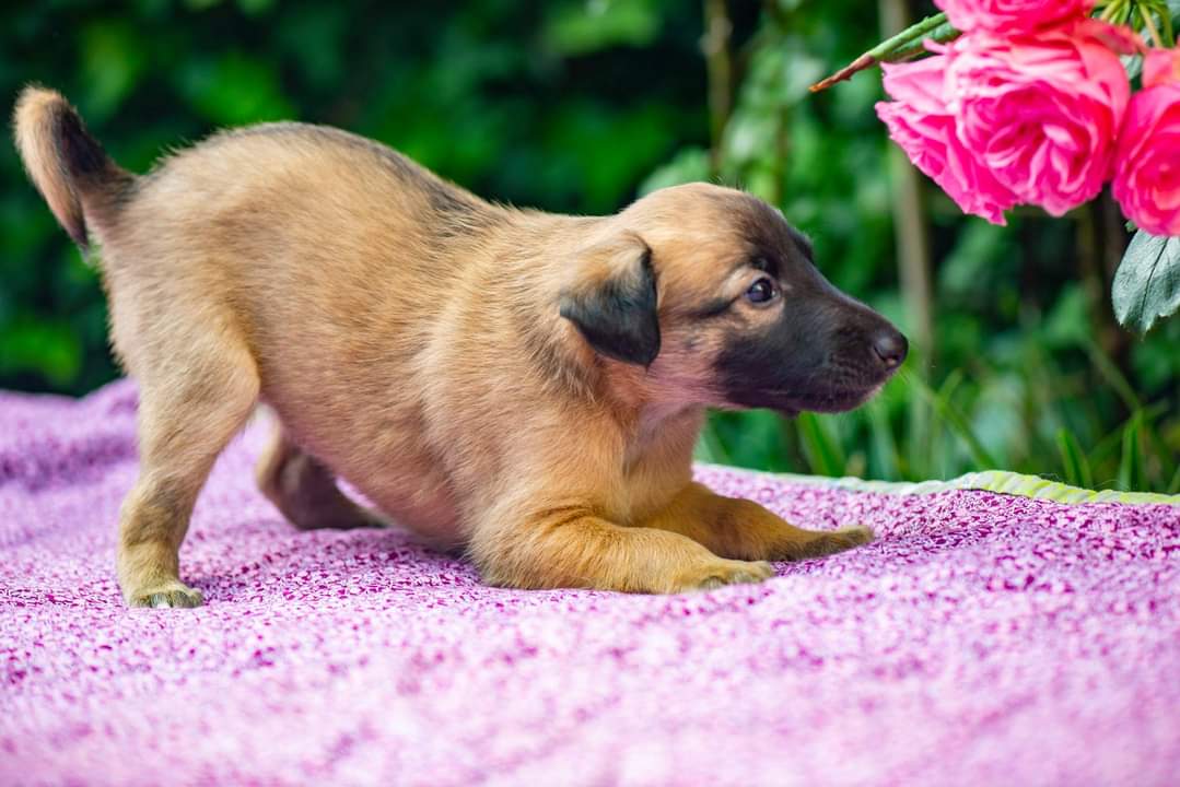 KemsKpop's tweet photo. we always do two professional photoshoots with our puppies. one was a few days ago in my parents garden.
#silkenwindsprite #windsprite #sternenläufer https://t.co/NxFA0jHEt2