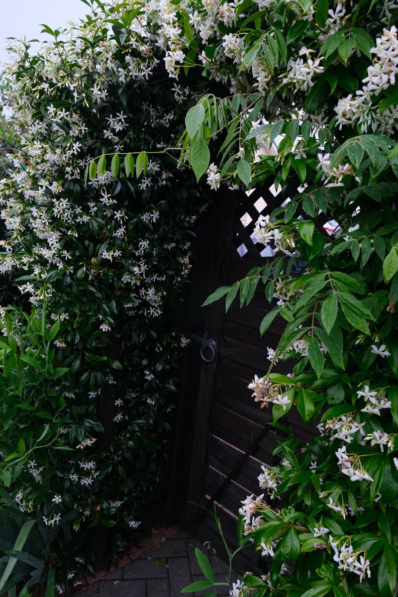 ian_hulf's tweet photo. Growing over our garden gate, This beauty is striking make no mistake. With an amazing fragrance as you walk through, And beautiful star shaped flowers too…#IansOriginalView #OurGarden #Southend #TrachelospernumJasminoid #FrontLineWorkersCare https://t.co/35y3Z4lnij