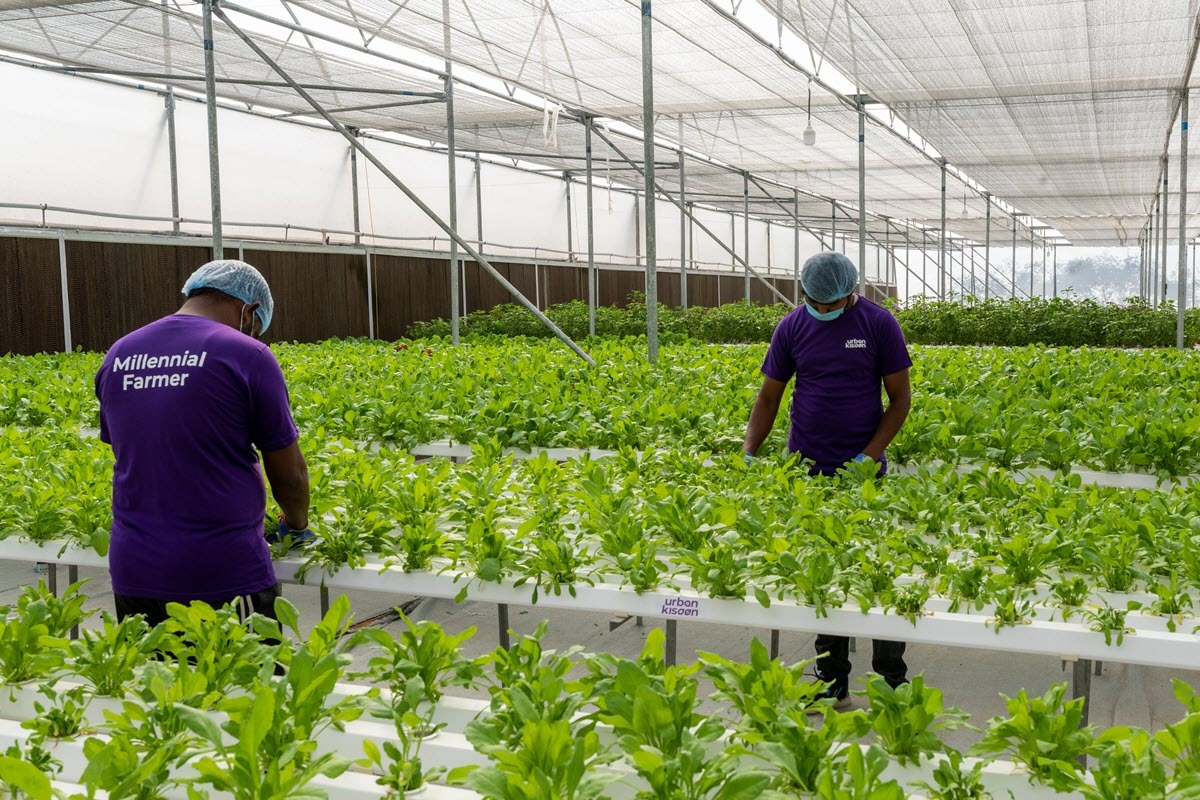 BASF's tweet photo. BASF Venture Capital  is investing in the Indian startup @UrbanKisaan, which specializes in hydroponic cultivation of various types of vegetables, greens and herbs in tropical urban environments. This is BVC’s first direct investment in India. More info https://t.co/nINBdDm2gC https://t.co/0grUgaKuGq