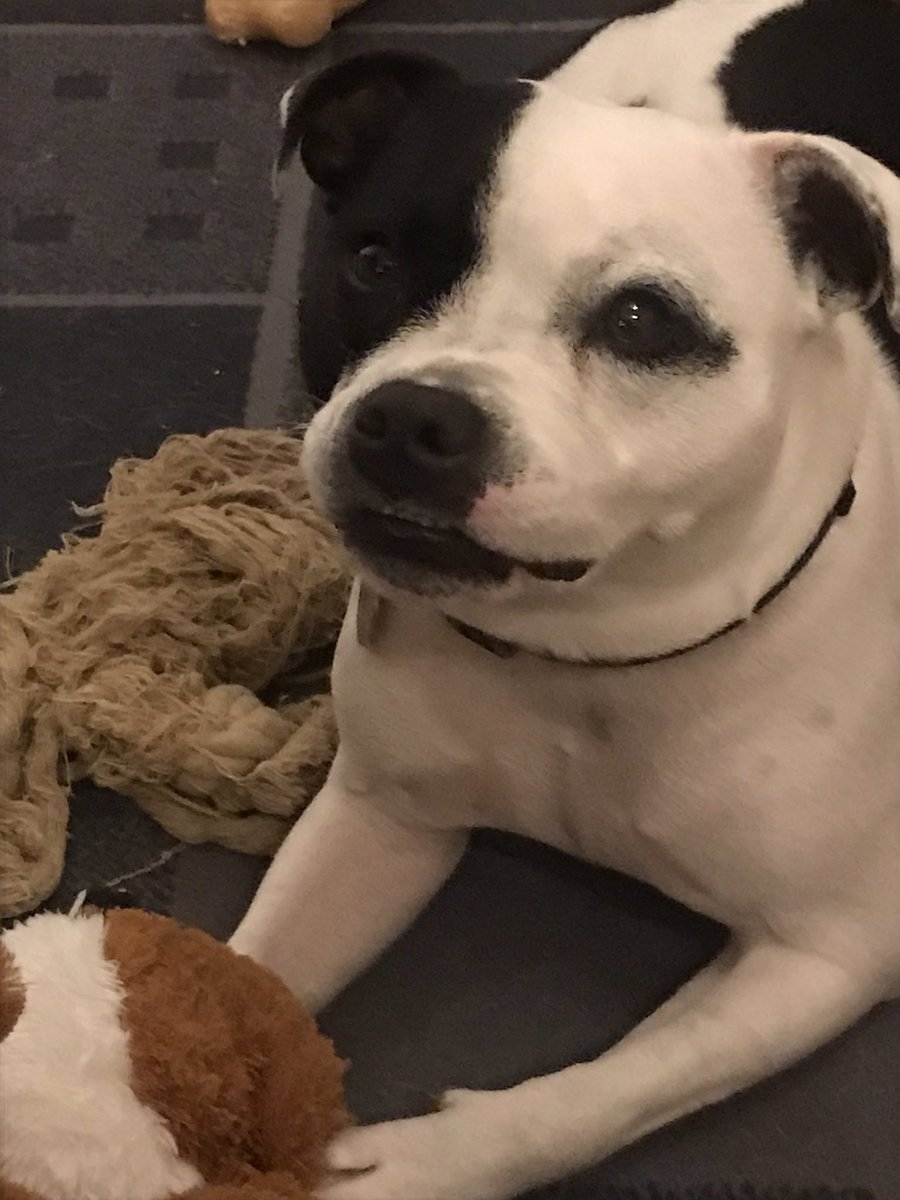 MooStaffie's tweet photo. Morning pals! Iโve got a mega #TongueOutTuesday and a bonus tiny #TeefsTuesday for you this week! And that is how much I love my dog-Walker Kerrie ๐๐๐๐ฌ๐ผ #DogsOfTwitter https://t.co/U49c6u4zFY