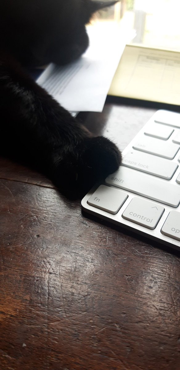 MsJ_Indigo's tweet photo. Helper. #catsofinstagram https://t.co/rr8WxDymmp