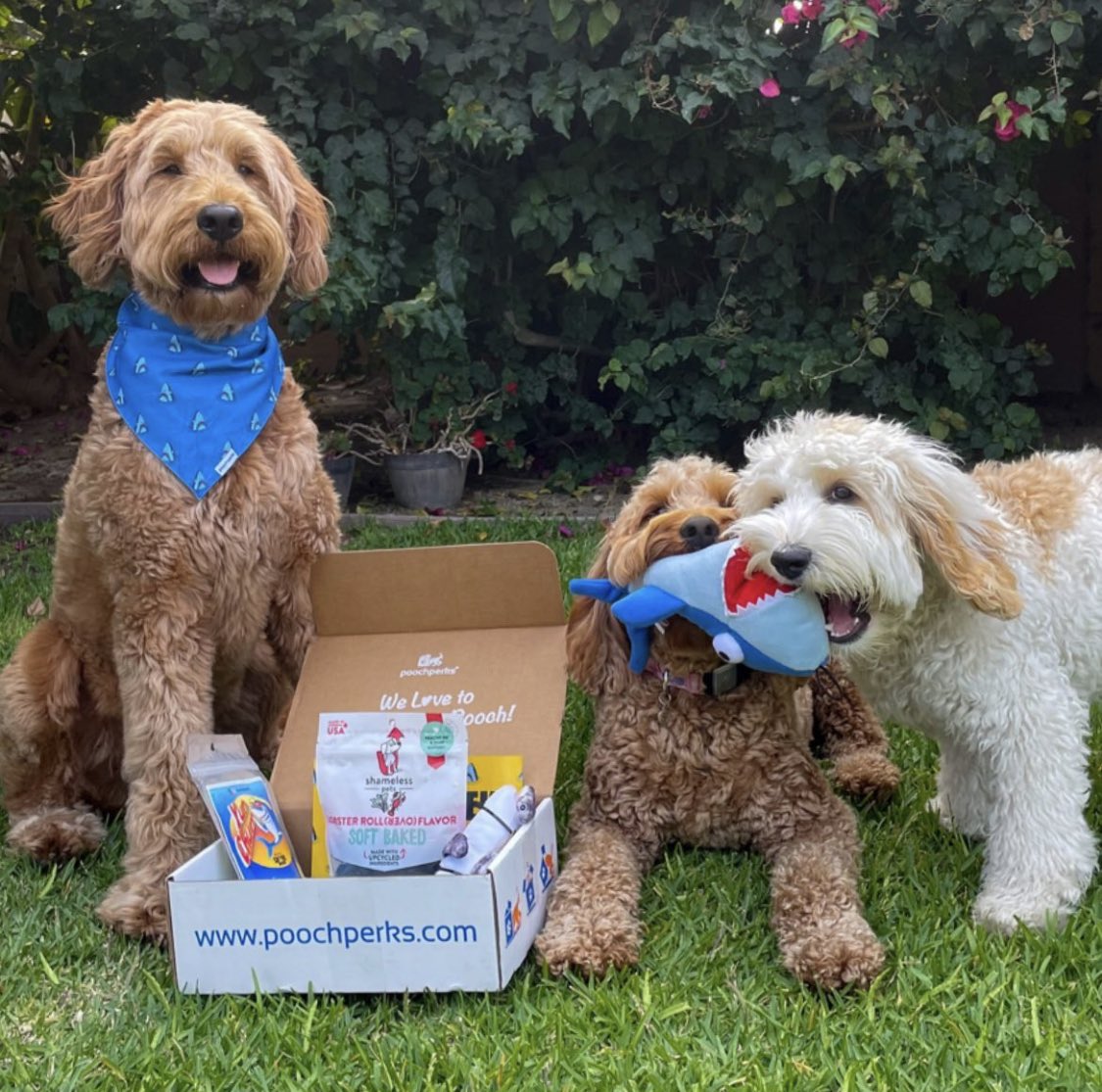 GIVEAWAY. In honor of our #sharkweek collab we will be giving away an Official Shark Week Pooch Box 🦈🐶 Enter:
1. Follow <a href="/PoochPerks/">PoochPerks</a> and like this post
2. Retweet w #Sharkweek
3. Tag a friend for extra entries
Winner announced Friday July 17

<a href="/SharkWeek/">Shark Week</a> <a href="/Discovery/">Discovery</a> <a href="/discoveryplus/">discovery+</a>