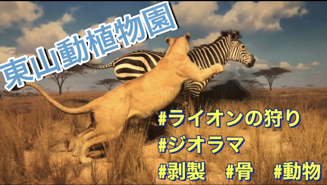 CoCoAch854's tweet photo. https://t.co/CTG924dJWO

#名古屋　#���古屋市　#東山動植物園　#動物会館
#剥製　#動物　#骨　#化石　#知識　#動物の特徴
#動物のご飯　#ジオラマ　#弱肉強食　#ライオンの狩り https://t.co/g0sBjDk11d