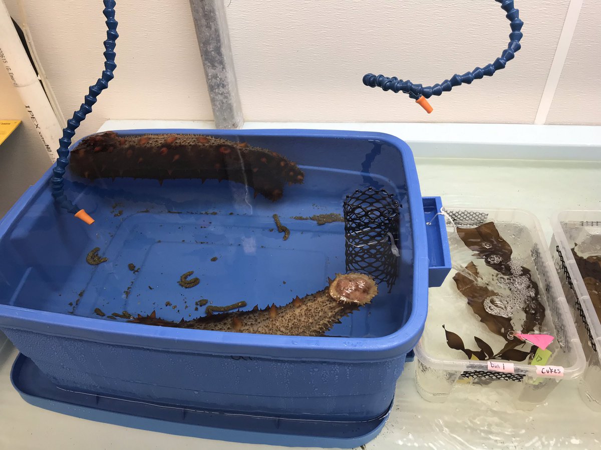 EmGLim's tweet image. Long day but I am SO pleased to have this experiment set up! Does sea cucumber pee help kelp grow??? Time to find out!!! #nutrients #kelp #SeaCucumbers