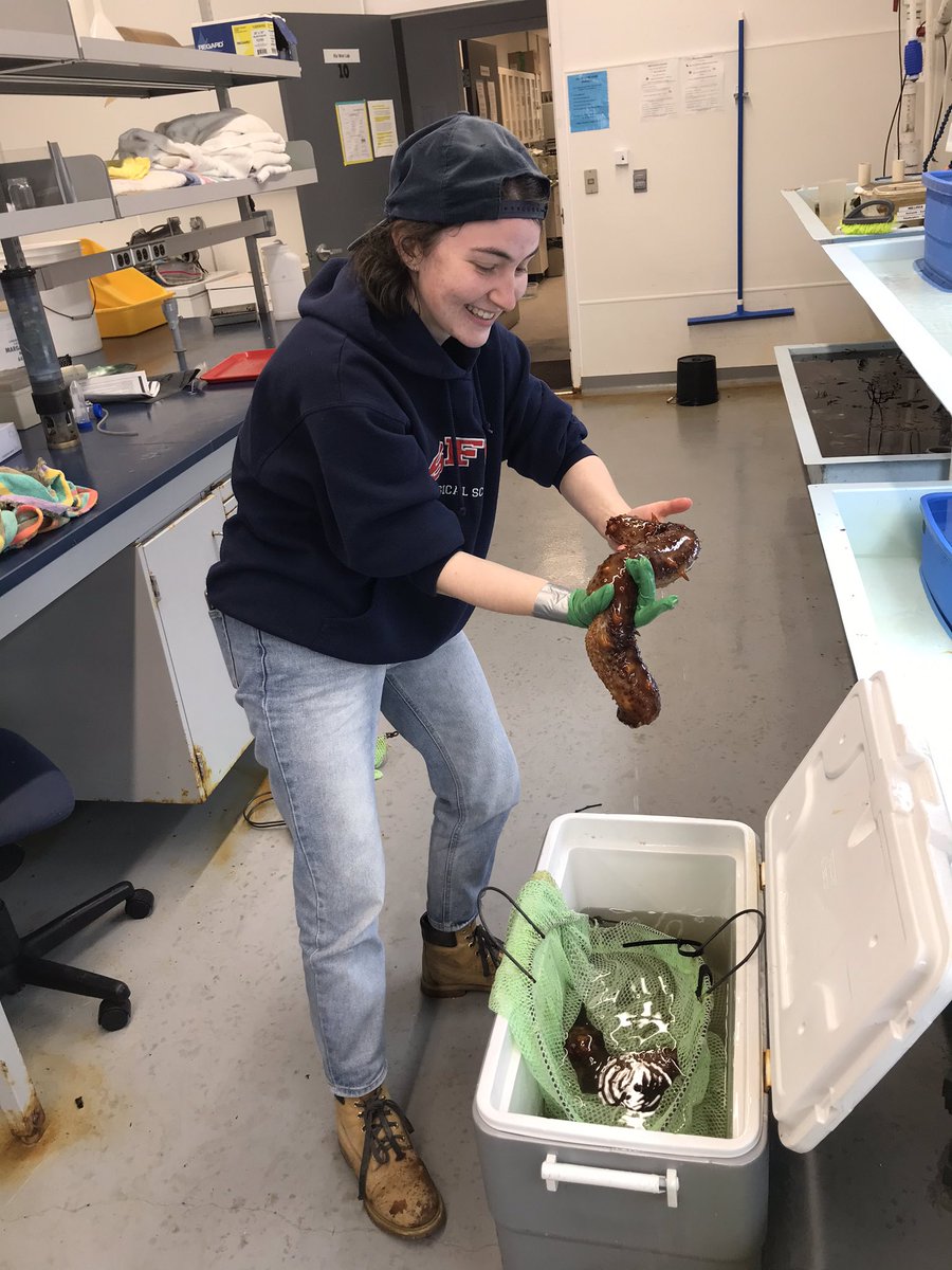 EmGLim's tweet image. Long day but I am SO pleased to have this experiment set up! Does sea cucumber pee help kelp grow??? Time to find out!!! #nutrients #kelp #SeaCucumbers