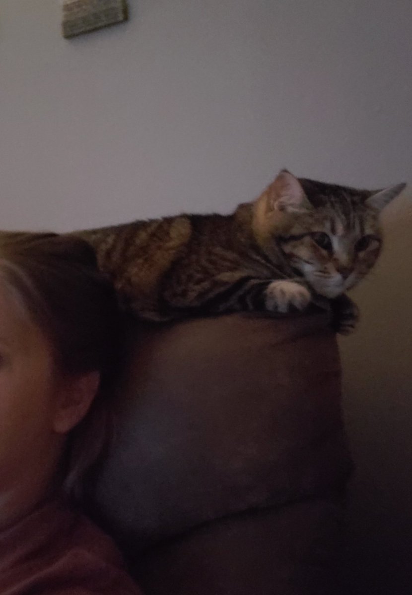 thesophiebear's tweet image. Does anyone else have trouble with your moms [occasionally] randomly kissing your toesies when you're sharing a seat with her (as shown)? I like to let my feet dangle up here, but it leaves them open to the risk of being kissed 😘 #CatsOfTwitter #CatWorldProblems