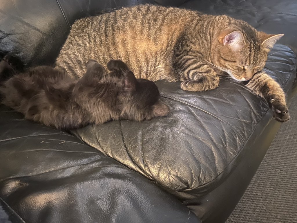 vanisl37's tweet image. Currently happening!!!!  This is something else.  #cat #kitten #love #catsnuggles #ilovethem