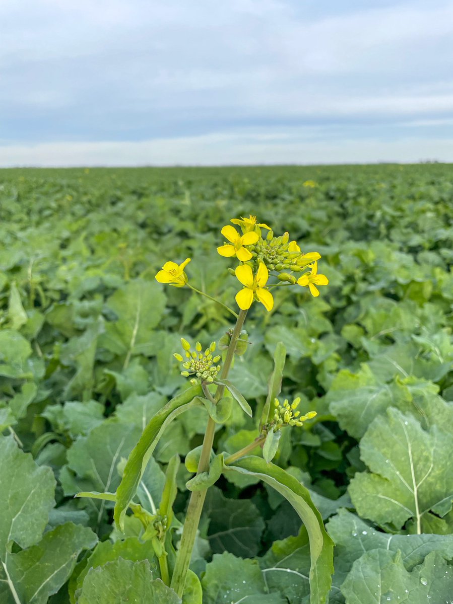 TerraAg2's tweet photo. Canola and Wheat hitting key reproductive phases #terraag #local #farming #agriculture https://t.co/VINsiHGR1m