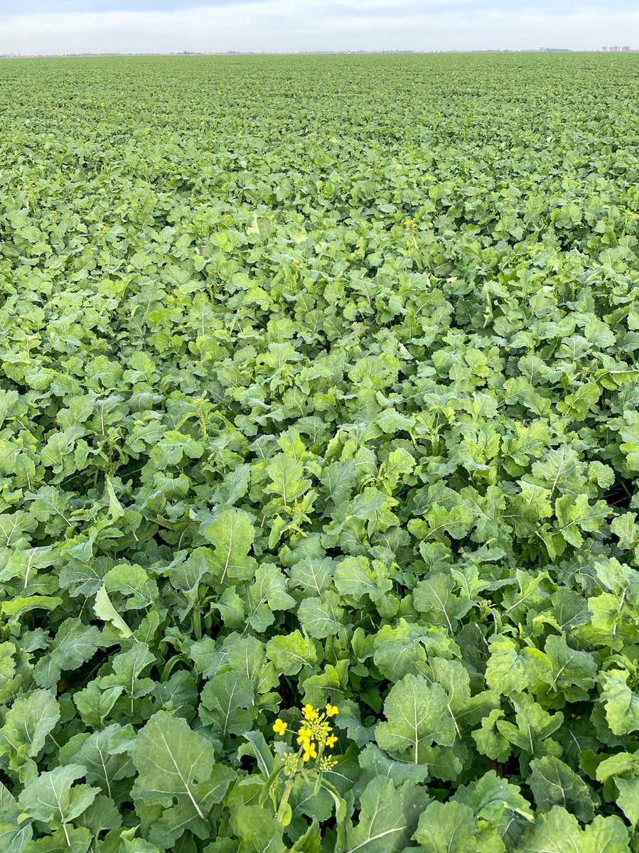 TerraAg2's tweet photo. Canola and Wheat hitting key reproductive phases #terraag #local #farming #agriculture https://t.co/VINsiHGR1m