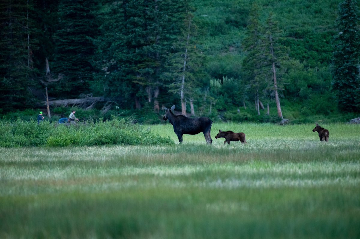 bigtonybuilder's tweet image. Spent the other day up high photographing moose &amp;amp; marmots 😎📸