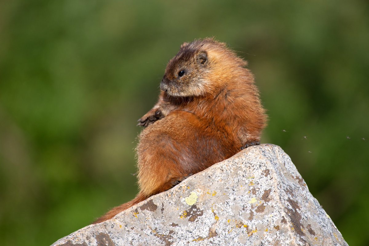 bigtonybuilder's tweet image. Spent the other day up high photographing moose &amp;amp; marmots 😎📸