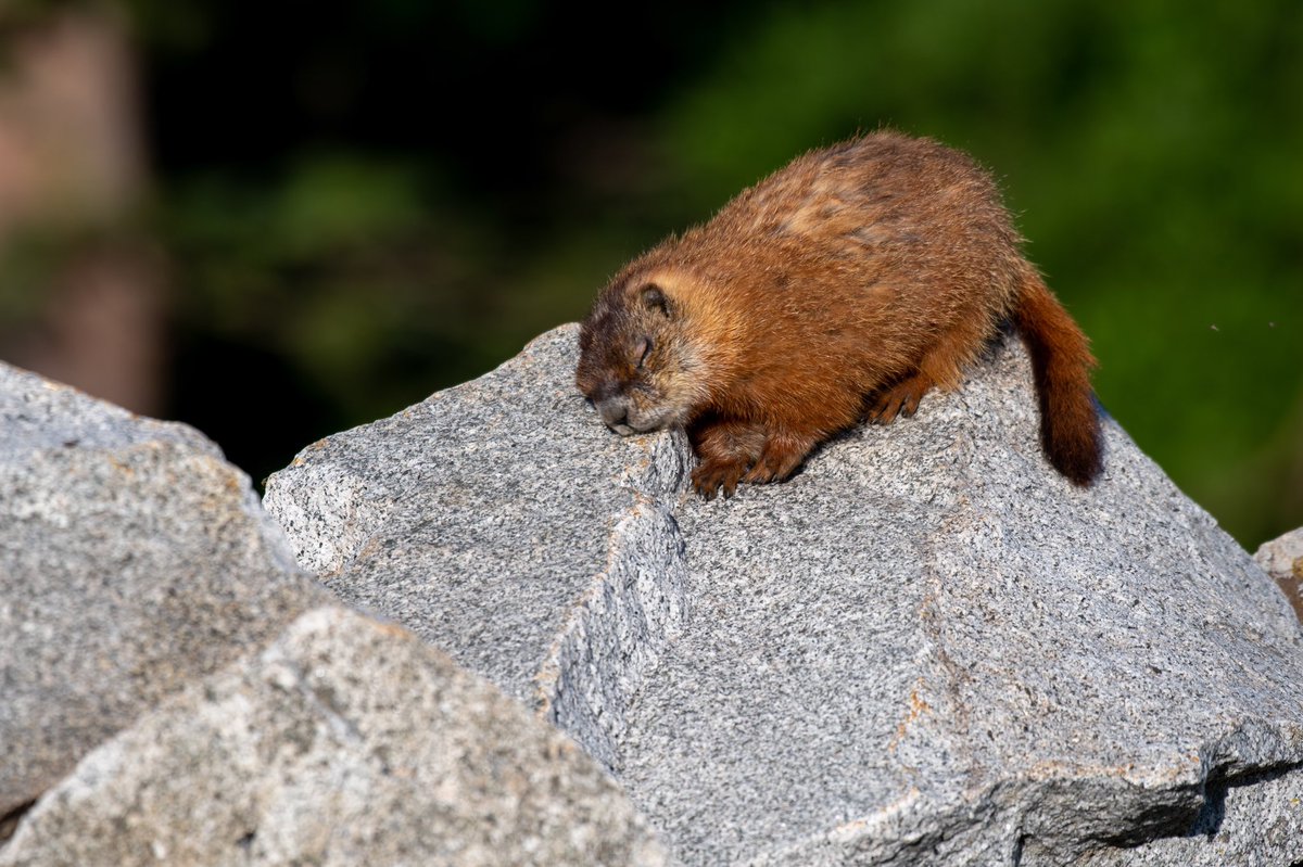 bigtonybuilder's tweet image. Spent the other day up high photographing moose &amp;amp; marmots 😎📸