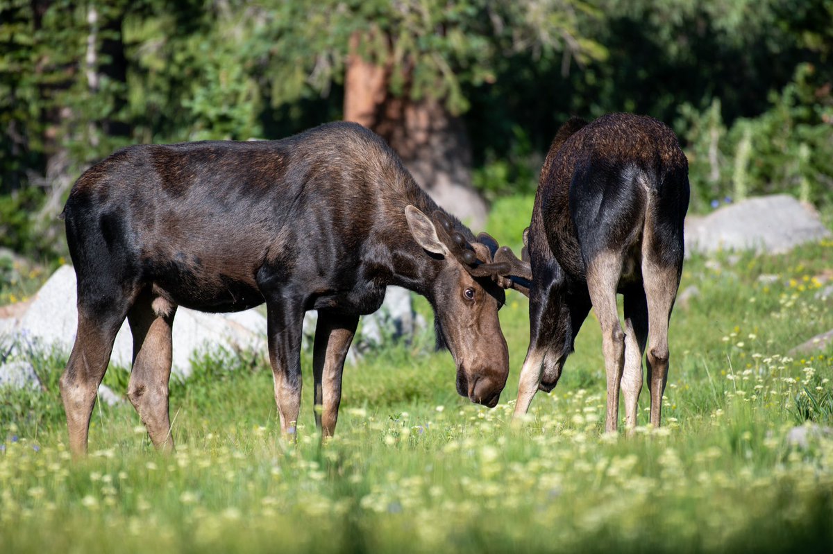 bigtonybuilder's tweet image. Spent the other day up high photographing moose &amp;amp; marmots 😎📸