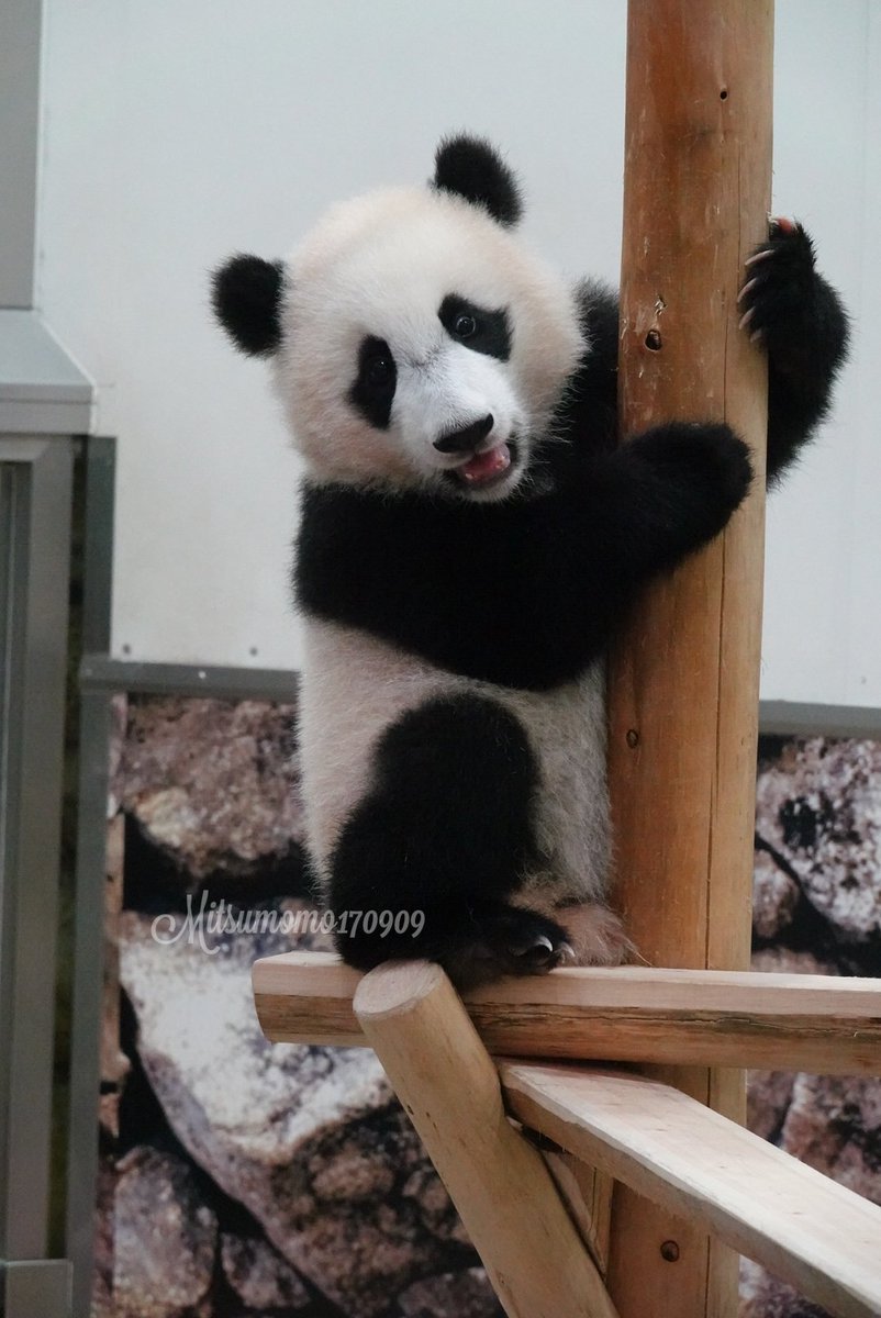 蜜桃 楓ちゃんのプライベートツアー 抽選申込時点で参加者全員のフルネームを記入しないといけないのね 競争率高くて当選確率が恐ろしく低そうだけど もし誰が行けなくなった場合は参加者変更できるのかしら それとも減員 アドベンチャーワールド