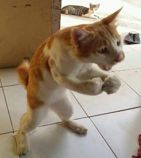 Vet Centre Uganda tweet media