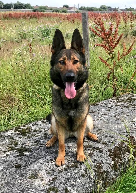 BTPDogs's tweet photo. *New Dog Alert* PD Cali wins this week's #TongueOutTuesday after successfully completing her basic training course alongside her handler. Don't be fooled by this face she packs a mean bite! PD Cali will be based in London. 🐶🐾 https://t.co/0YEVDYKSFd