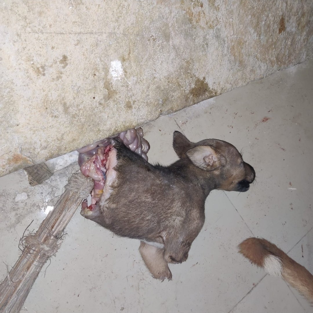 pfaindia's tweet photo. *Graphic Content Content* 

CASE UPDATE https://t.co/HVkugkYPce