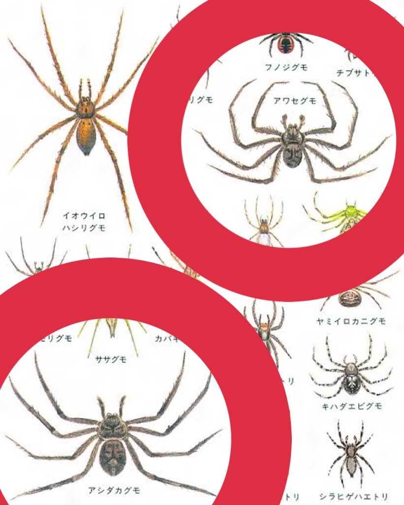 デカイ蜘蛛 Twitter Search Twitter