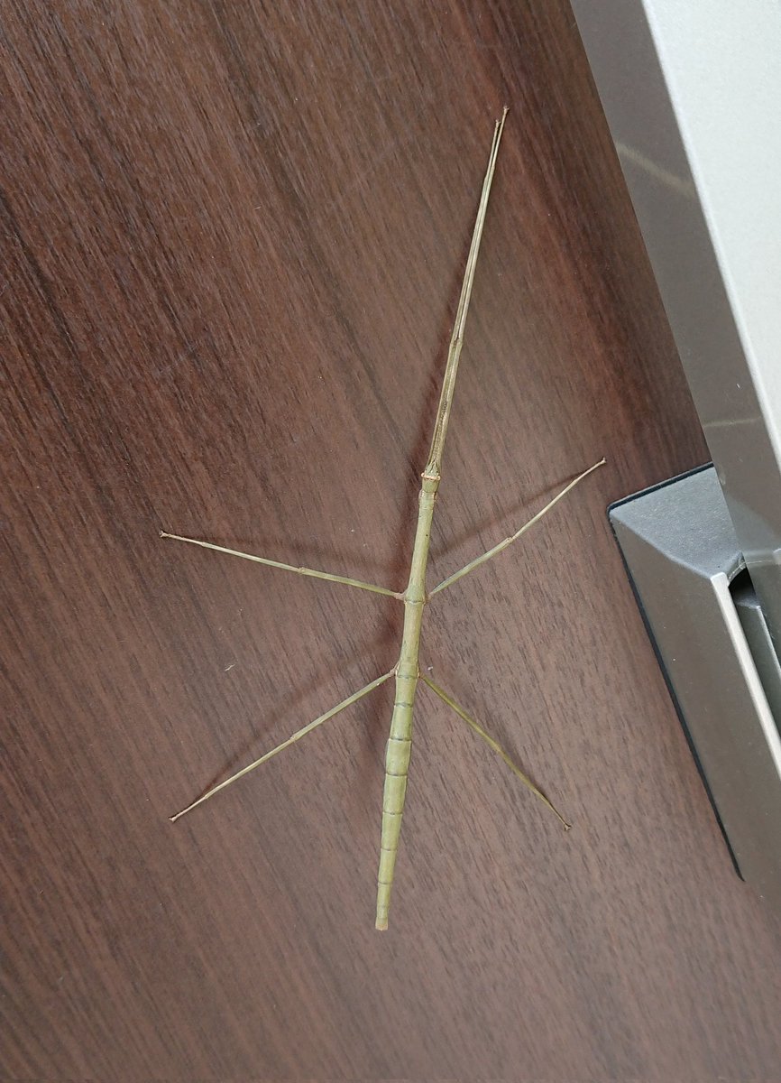 ナナフシです(水どう風 