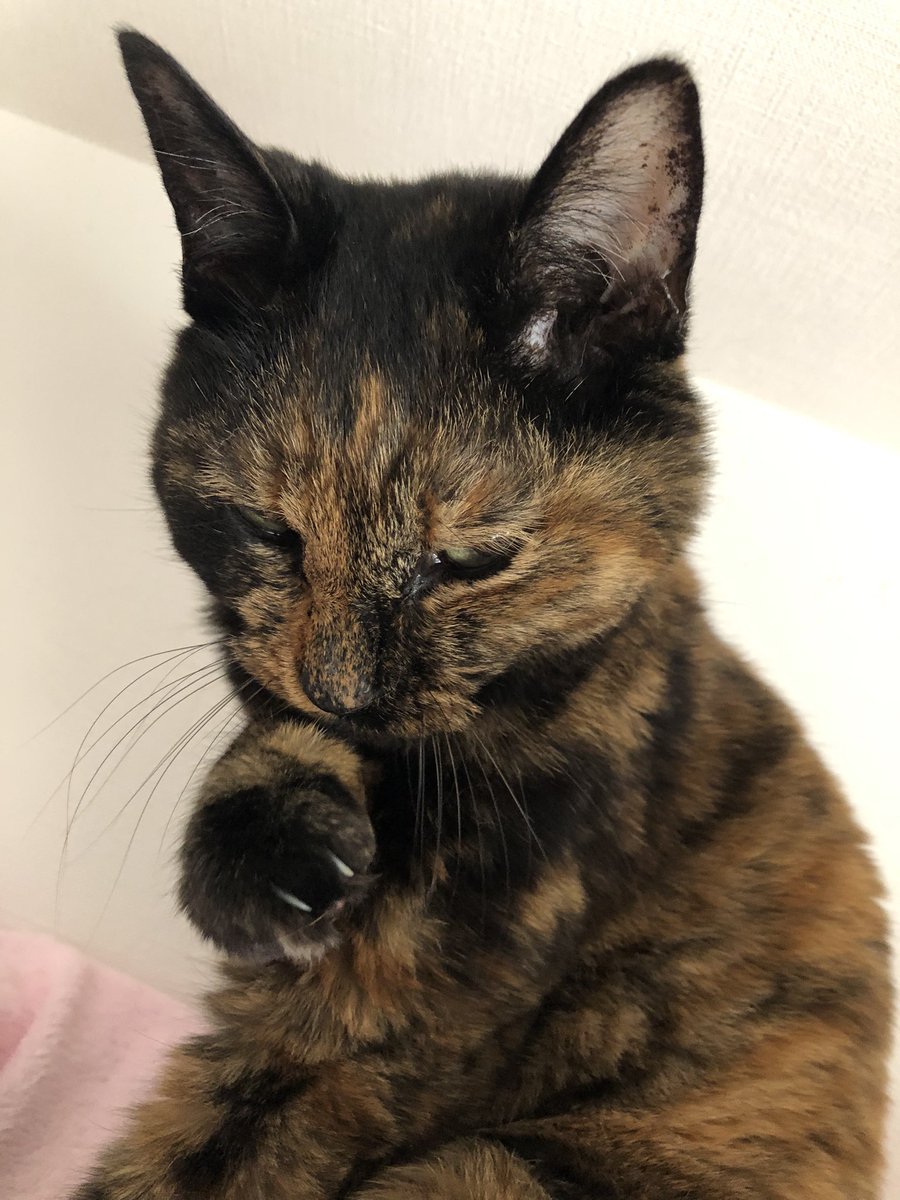 トーティシェル