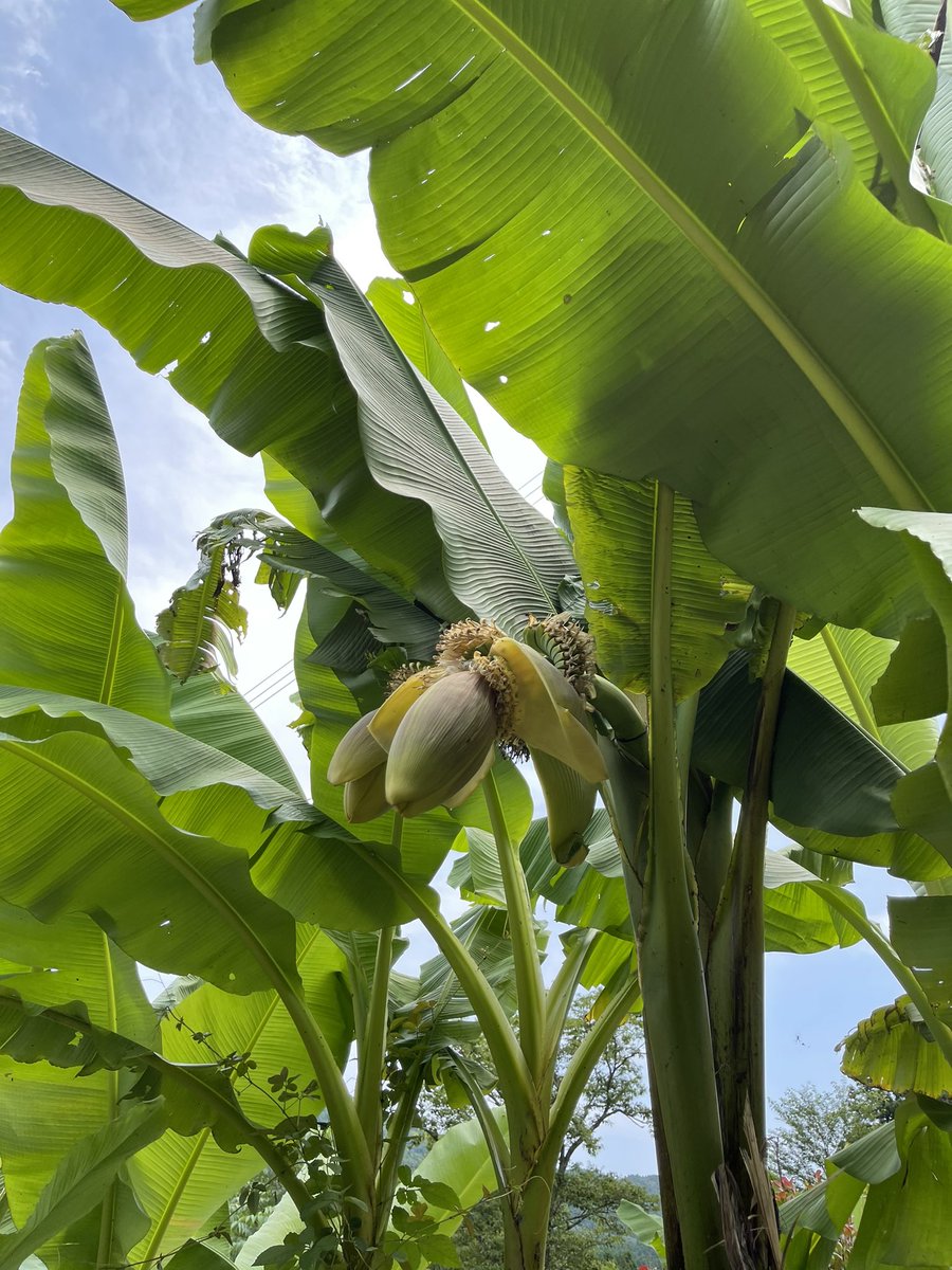 インテリア 住まい 小物 日 祝も発送 大特価 バショウ ジャパニーズバナナ Il8djujn0p Www Casg Cl