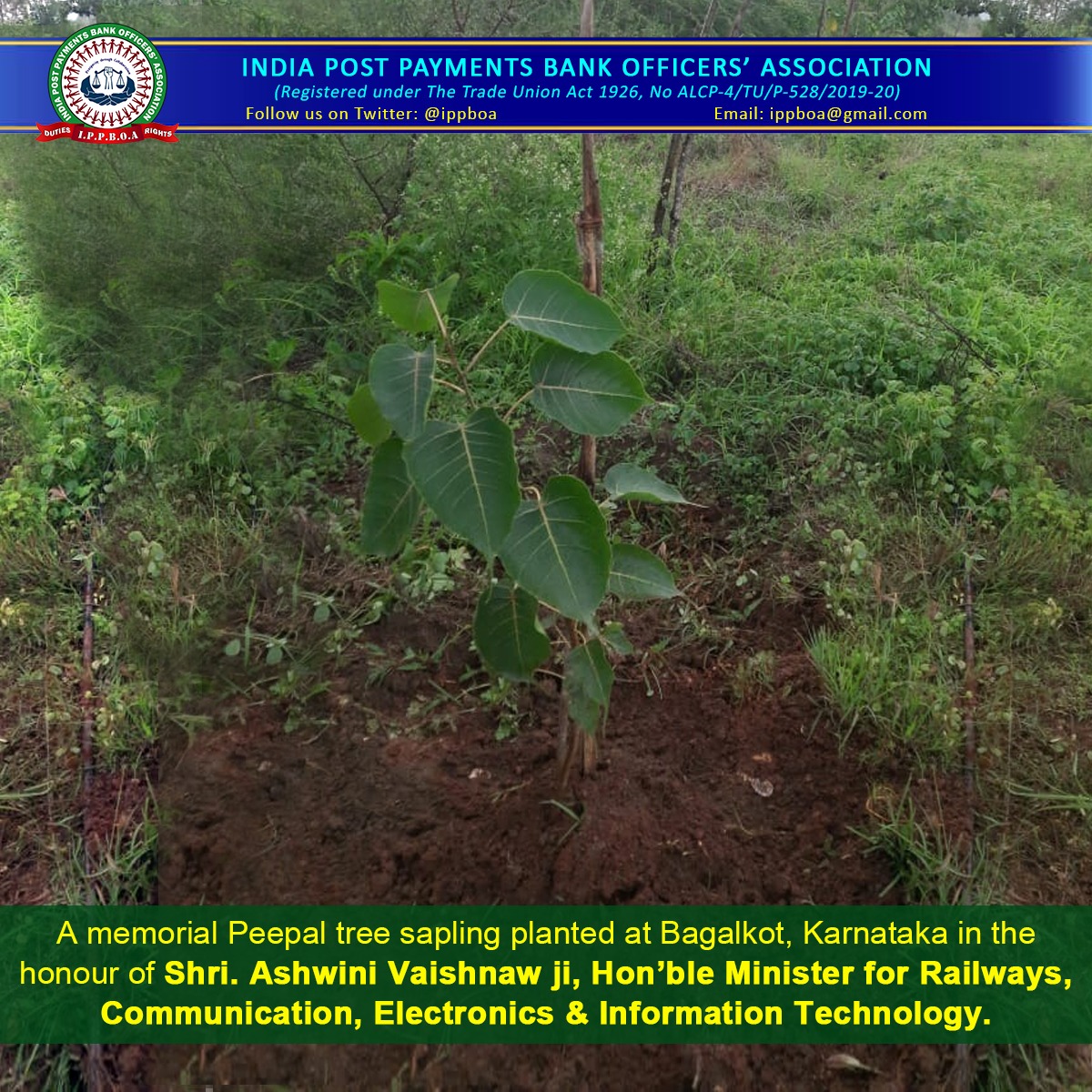 ippboa's tweet photo. A welcome memorial Peepal tree sapling  planted in the honour of Shri Ashwini  Vaishnaw ji ,Hon'ble Minister for Ministry of Communications, electronics &amp; IT and Railways. https://t.co/UlXQgjtMCJ