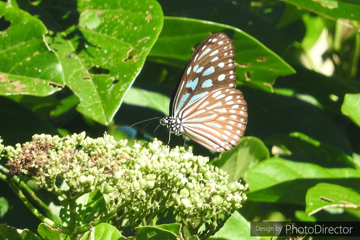 Miyagawasusumu على تويتر オレンジと白 いかにも 南国 のこの蝶が撮りたく 二日続けて来た 昨日もいらっしゃいましたね と声掛けられ 閑人 ぶりを見透かされたと動転 笑 ツマムラサキマダラ リュウキュウアサギマダラ マダラチョウ科
