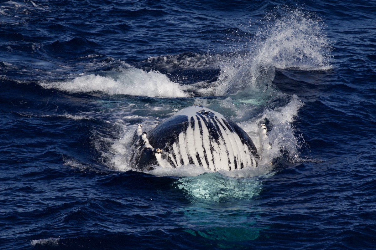 Dr. Vanessa Pirotta (@vanessapirotta) on Twitter photo Did you know whales have belly buttons like us? Yep! I snapped this photo in #Antarctica. Can’t wait to get back out there!!! 
#whaleon #fact #funfact #learningfromhome #wild #wildlife #animal #animals #whale #whales #humpbackwhale #ocean #sea Did you know whales have belly buttons like us? Yep! I snapped this photo in #Antarctica. Can’t wait to get back out there!!! 
#whaleon #fact #funfact #learningfromhome #wild #wildlife #animal #animals #whale #whales #humpbackwhale #ocean #sea