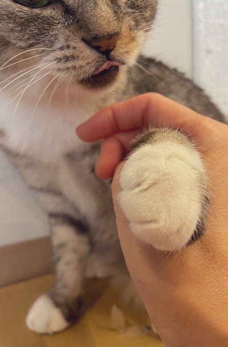 ココニャ 猫写真集 発売中 さん の最近のツイート 6 Whotwi グラフィカルtwitter分析 ココニャ 猫写真集 発売中 さん の最近のツイート 6 Whotwi グラフィカルtwitter分析