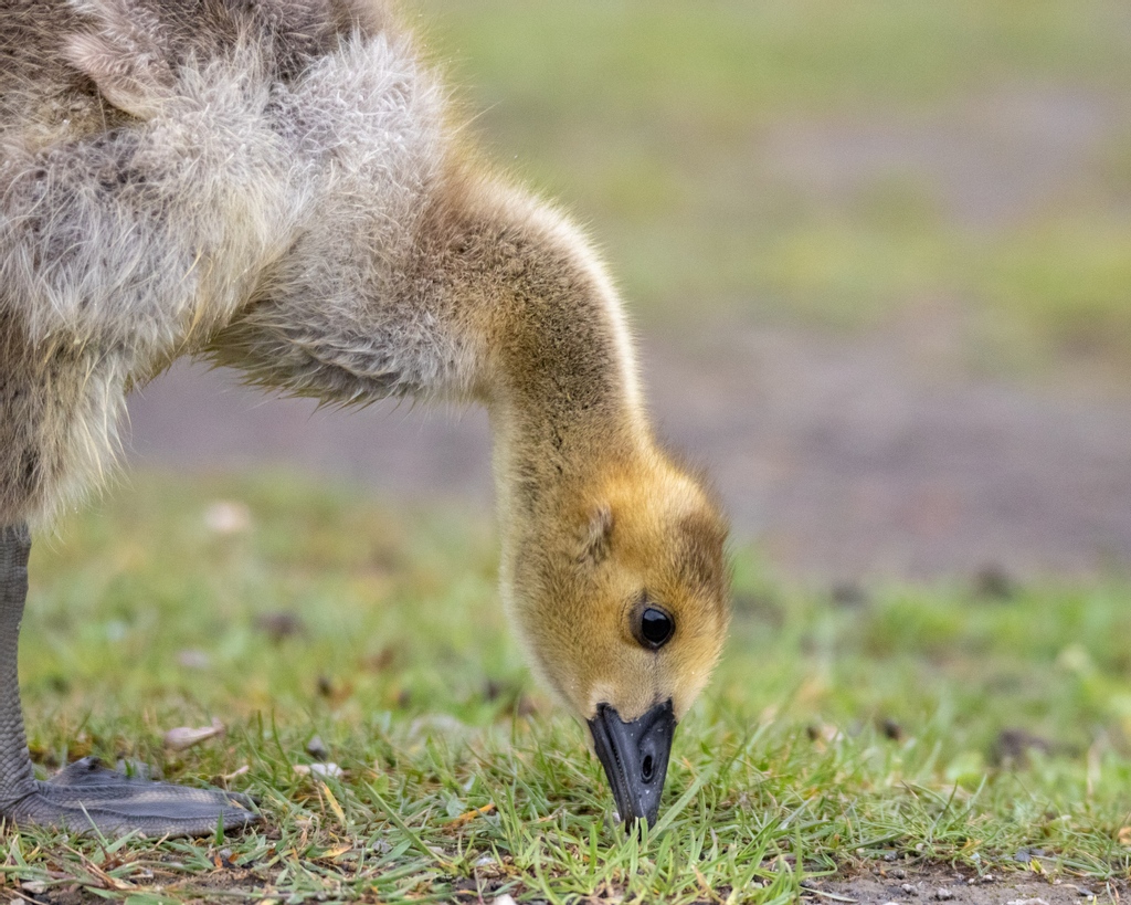 effyimages's tweet photo. Gosling
#bbccountryfilemagpotd #wildlifetrust #rspb_love_nature #bbcwild #bbcengland #britishwildlife #wildlifeaddicts #animal_captures #bbcwildlifephotographer #rspblovenature #bbcearthcapture #naturelovers #springwatch2021 #naturephoto #closeupanimal https://t.co/vBCUmP0Ole
