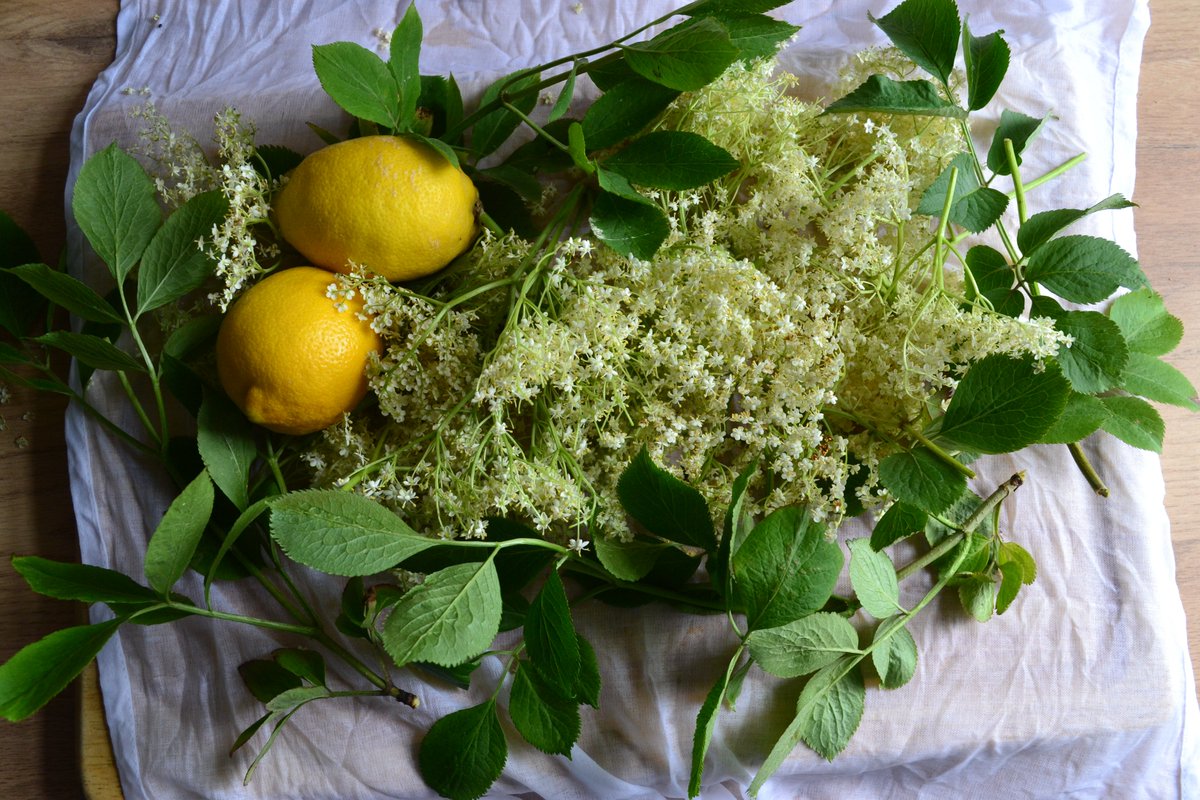 LGordon73's tweet photo. Picked some lovely wild elderflowers on my walk this morning. Going to make some elderflower turkish delight methinks. https://t.co/Dy71eFU90d