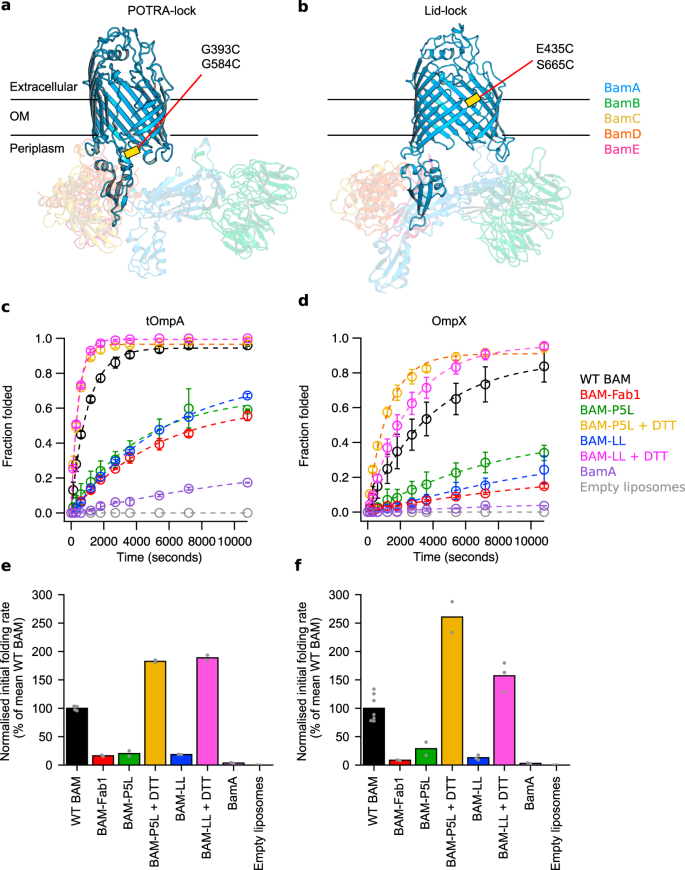 NatureComms's tweet photo. Researchers from @AstburyCentre, @Astbury_BSL elucidate the roles of BAM lateral gate opening and of BAM interactions with the lipid bilayer. @haysom_samuel, @mattiadanza, @AJHiggins12, @_JimHorne, @KellyStorek, @BobSchiffrin

https://t.co/jsssEg053O https://t.co/7NKJd1UqwZ