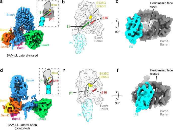 NatureComms's tweet photo. Researchers from @AstburyCentre, @Astbury_BSL elucidate the roles of BAM lateral gate opening and of BAM interactions with the lipid bilayer. @haysom_samuel, @mattiadanza, @AJHiggins12, @_JimHorne, @KellyStorek, @BobSchiffrin 

https://t.co/dD8LQVkweJ https://t.co/OzWYmhgHLT